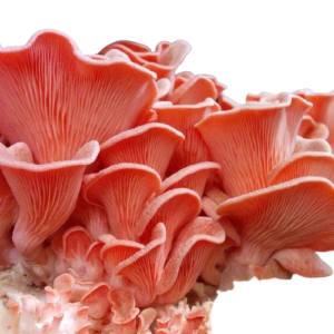Hiratake Salmão 200g