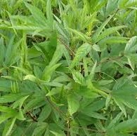 Vinagreira