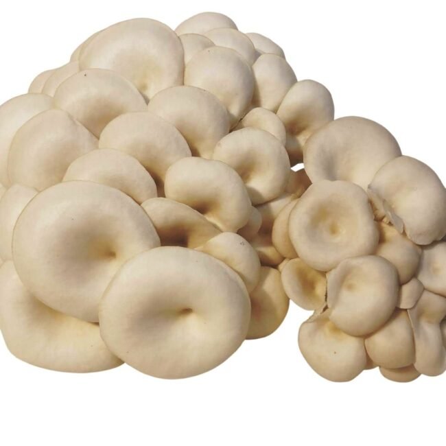 Shimeji Branco 1kg
